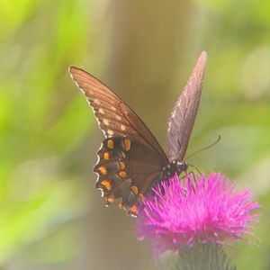 Meet your Posher, Mori!